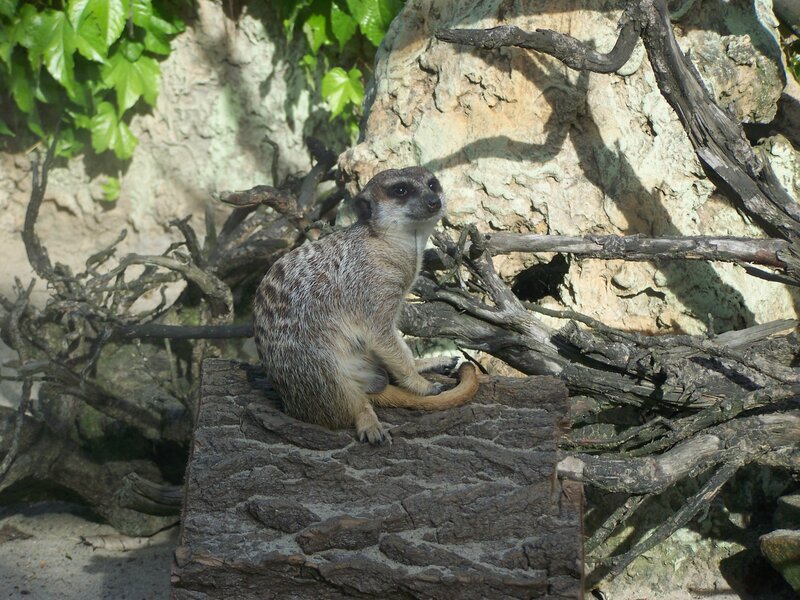 Meerkat on Log — Brown, Calm