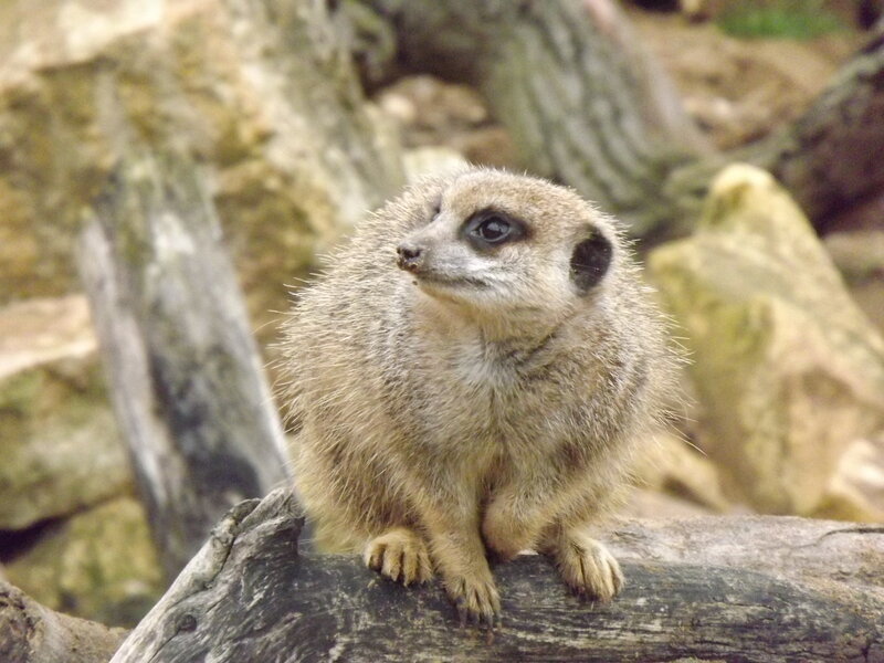 Meerkat on Log — Brown