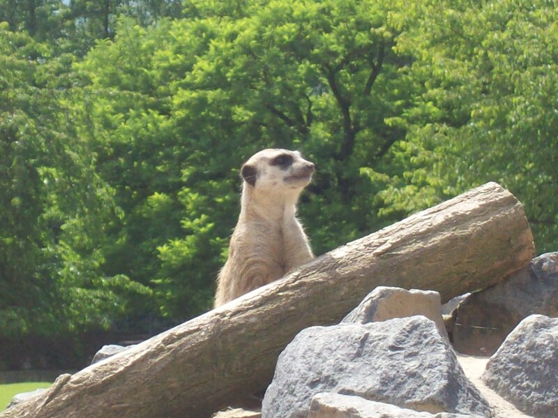 Meerkat on Log — Green