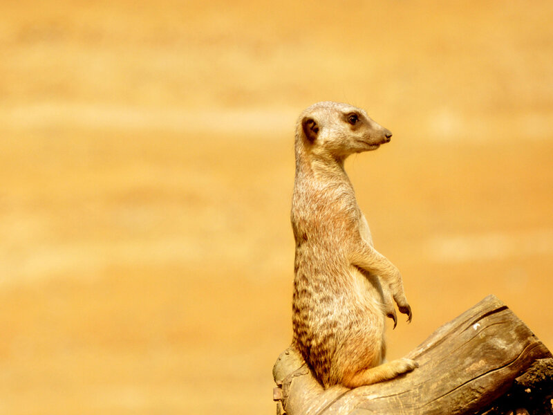Meerkat on Log