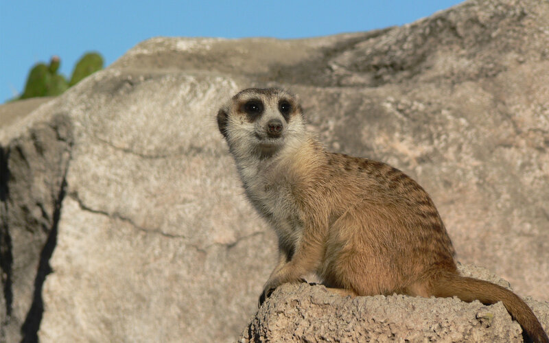 Meerkat on Rock — Brown, Alert