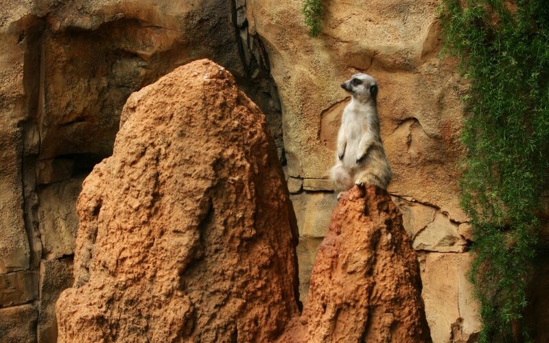 Meerkat on Rock — Brown