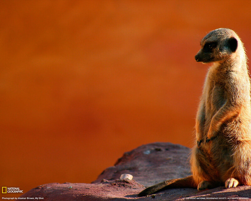 Meerkat on Rock — Orange