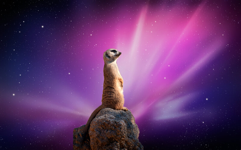 Meerkat on Rock