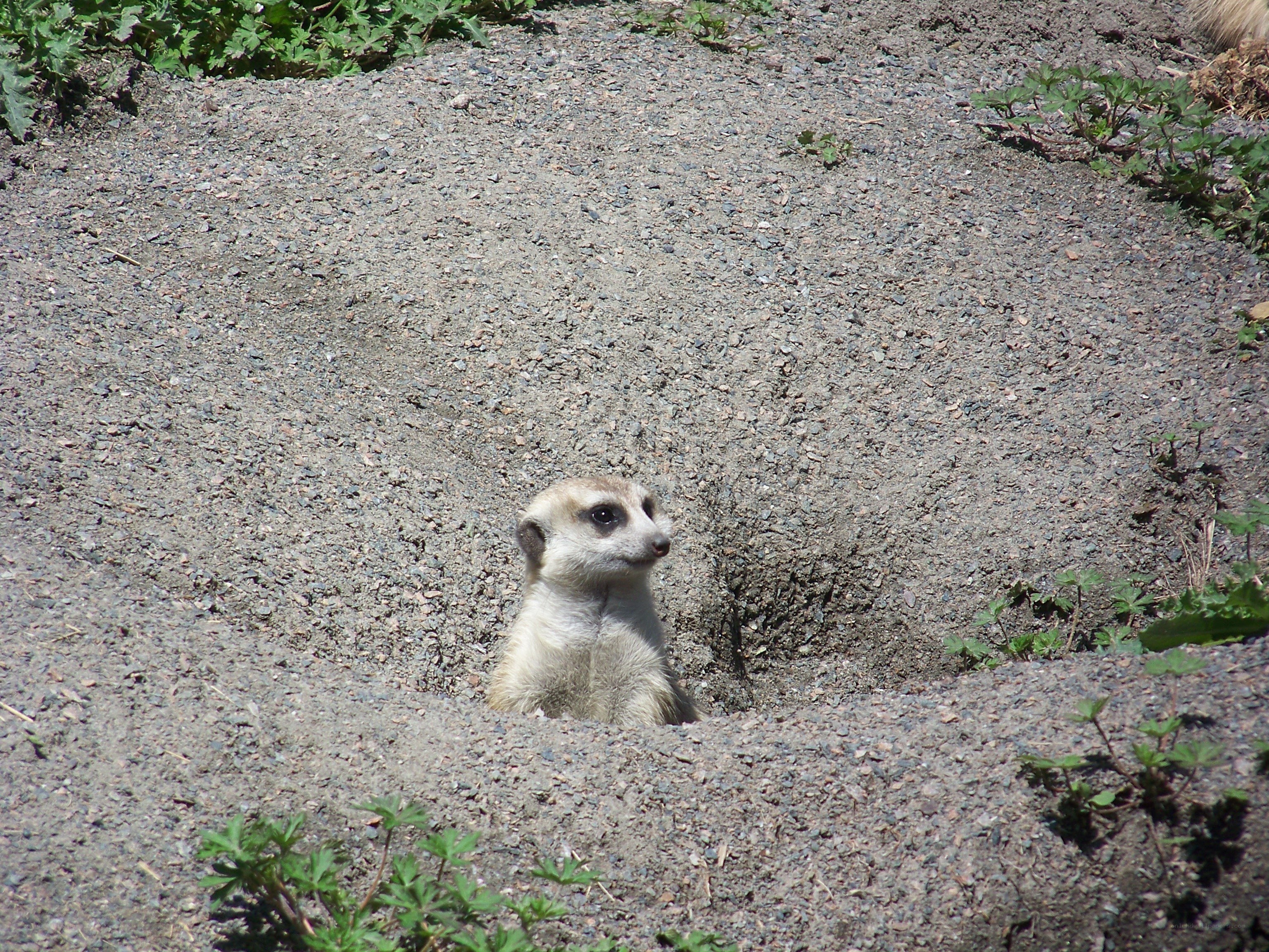 Meerkat peeking from burrow