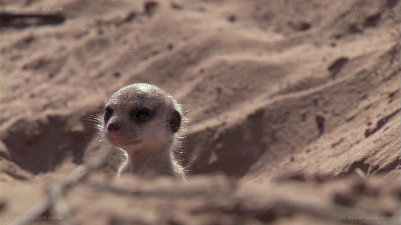 meerkat peeking from burrow