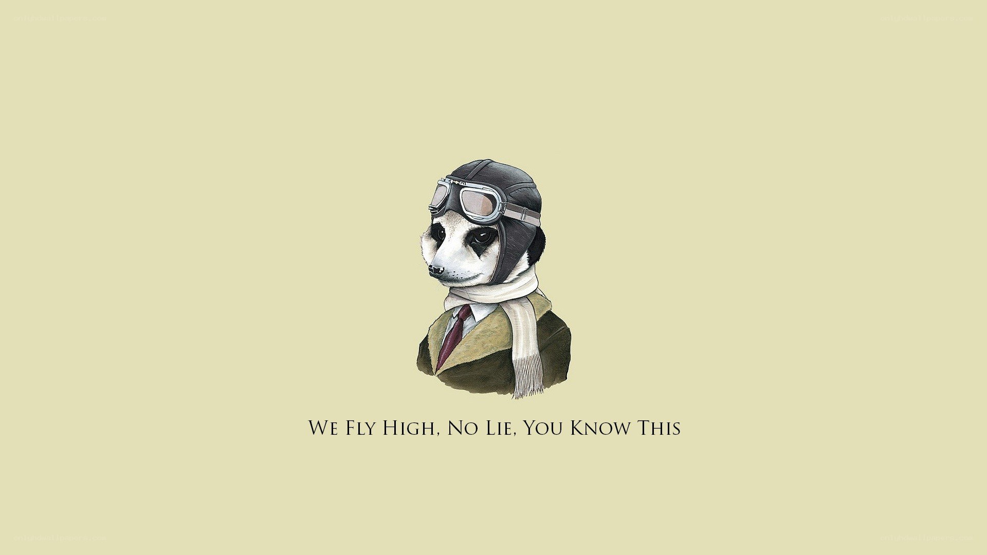meerkat pilot illustration