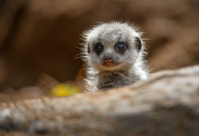 Meerkat Pup — Brown