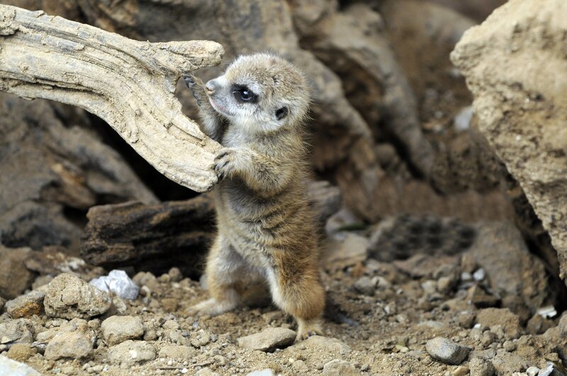 Meerkat Pup Standing