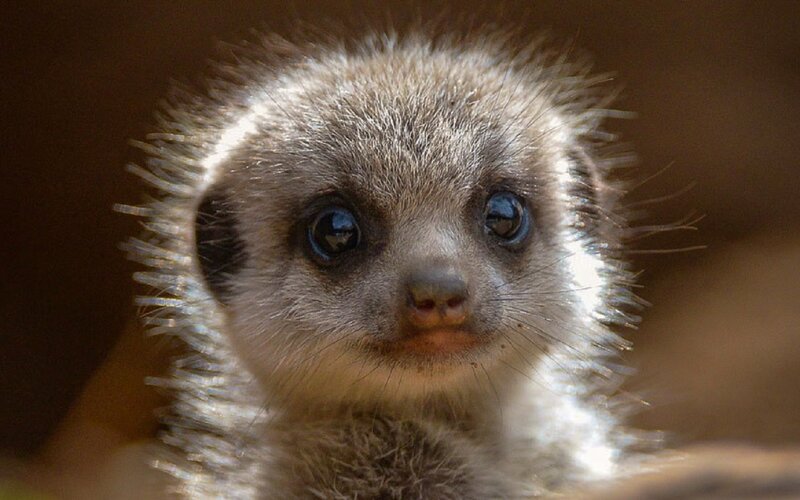 Meerkat Pup