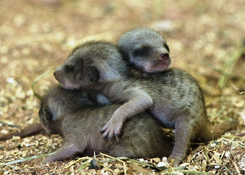 Meerkat Pups Huddled