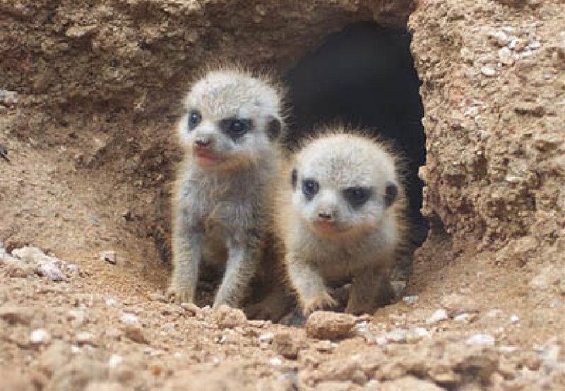 Meerkat Pups in Burrow