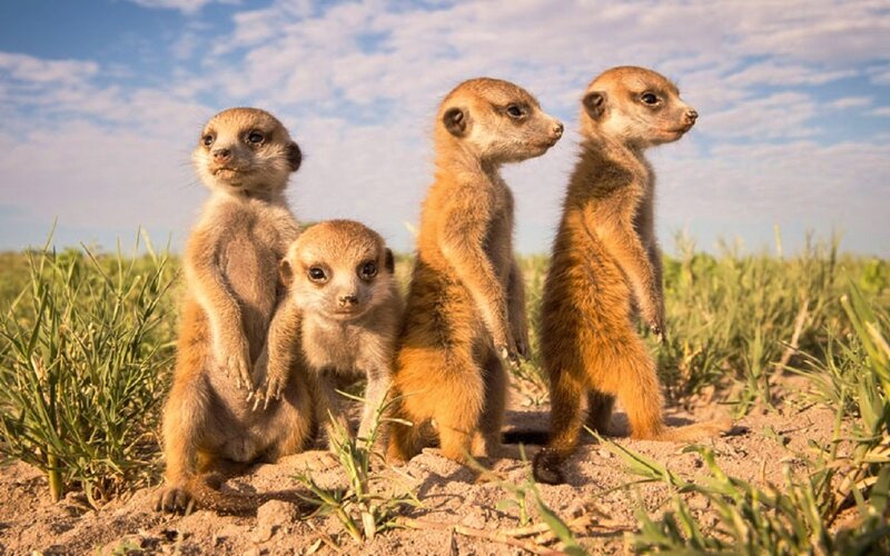Meerkat Pups Standing
