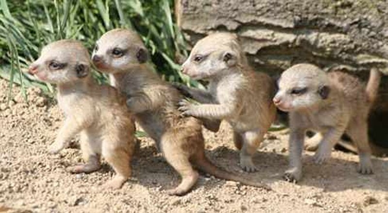 Meerkat Pups