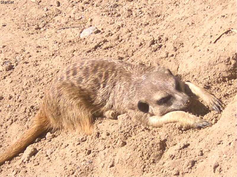 Meerkat resting in sand