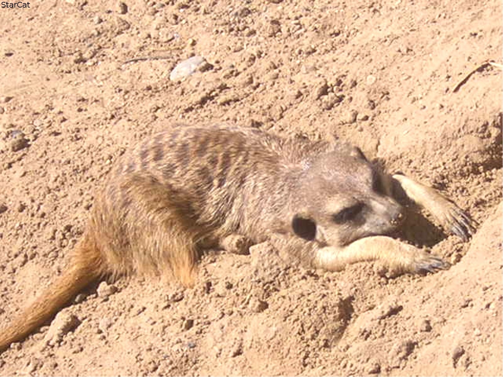 Meerkat resting in sand