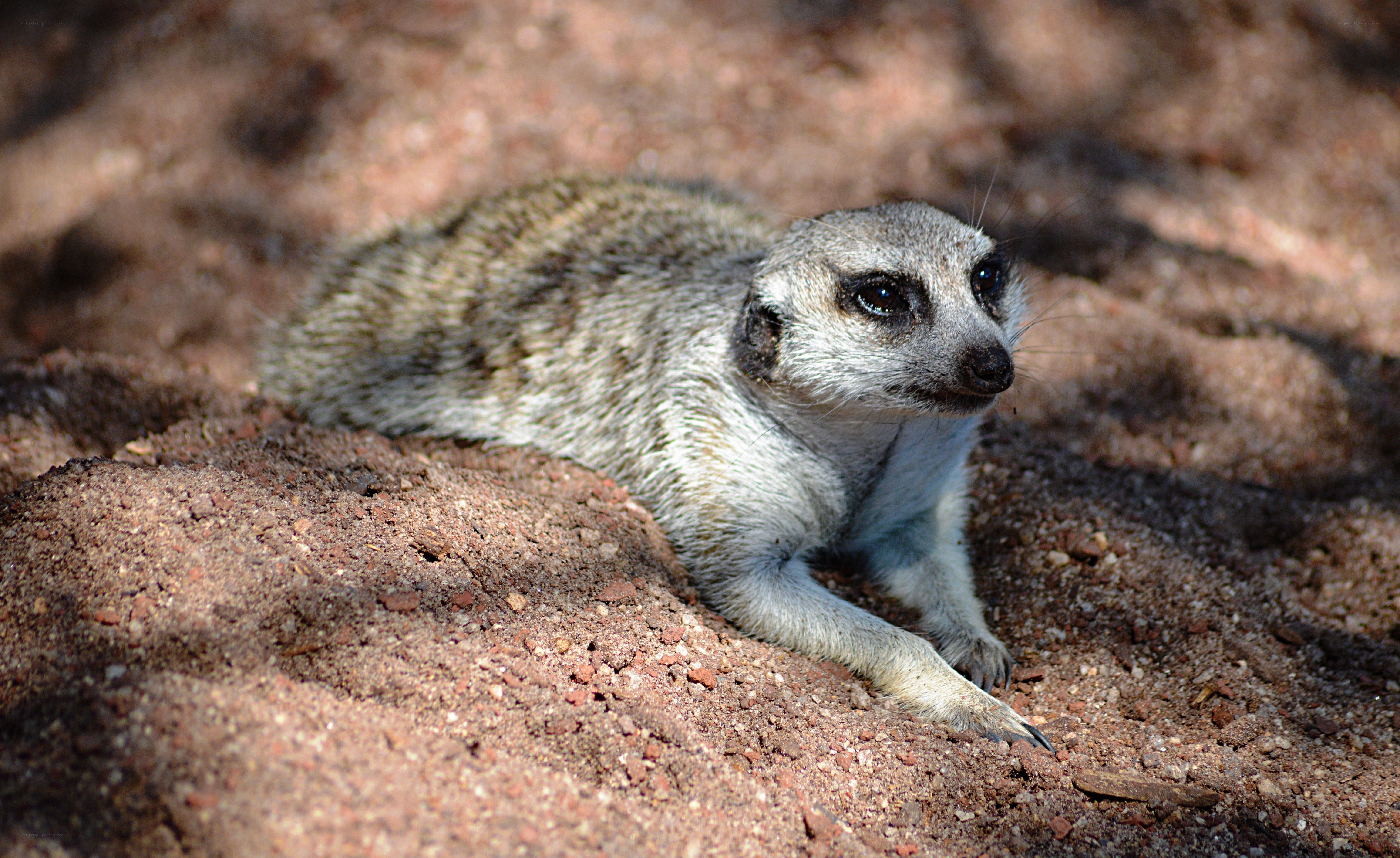 Meerkat resting on sandy ground