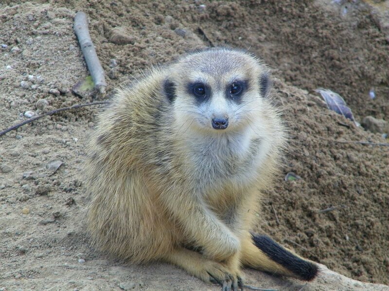 Meerkat Sitting on Dirt