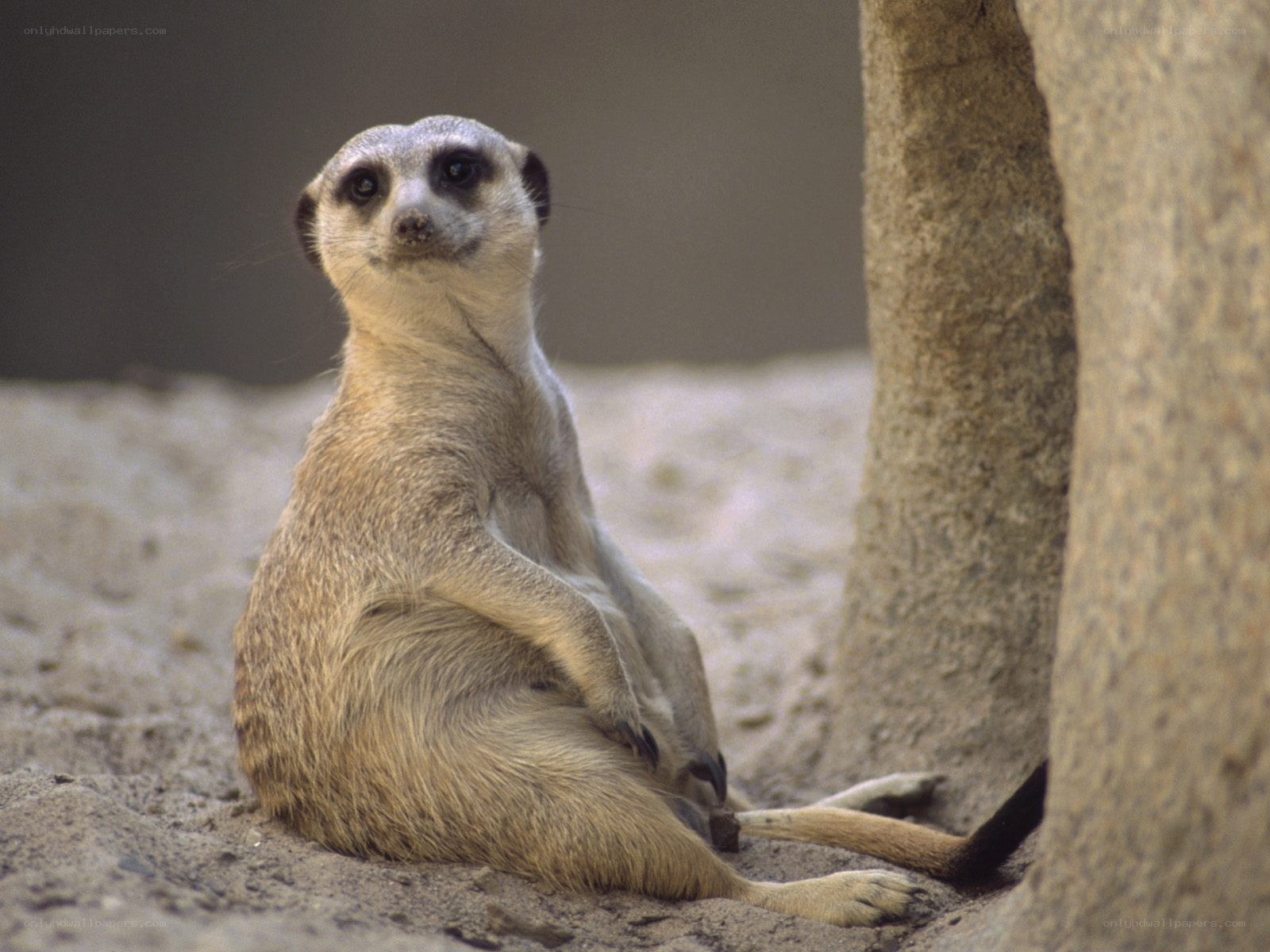meerkat sitting upright