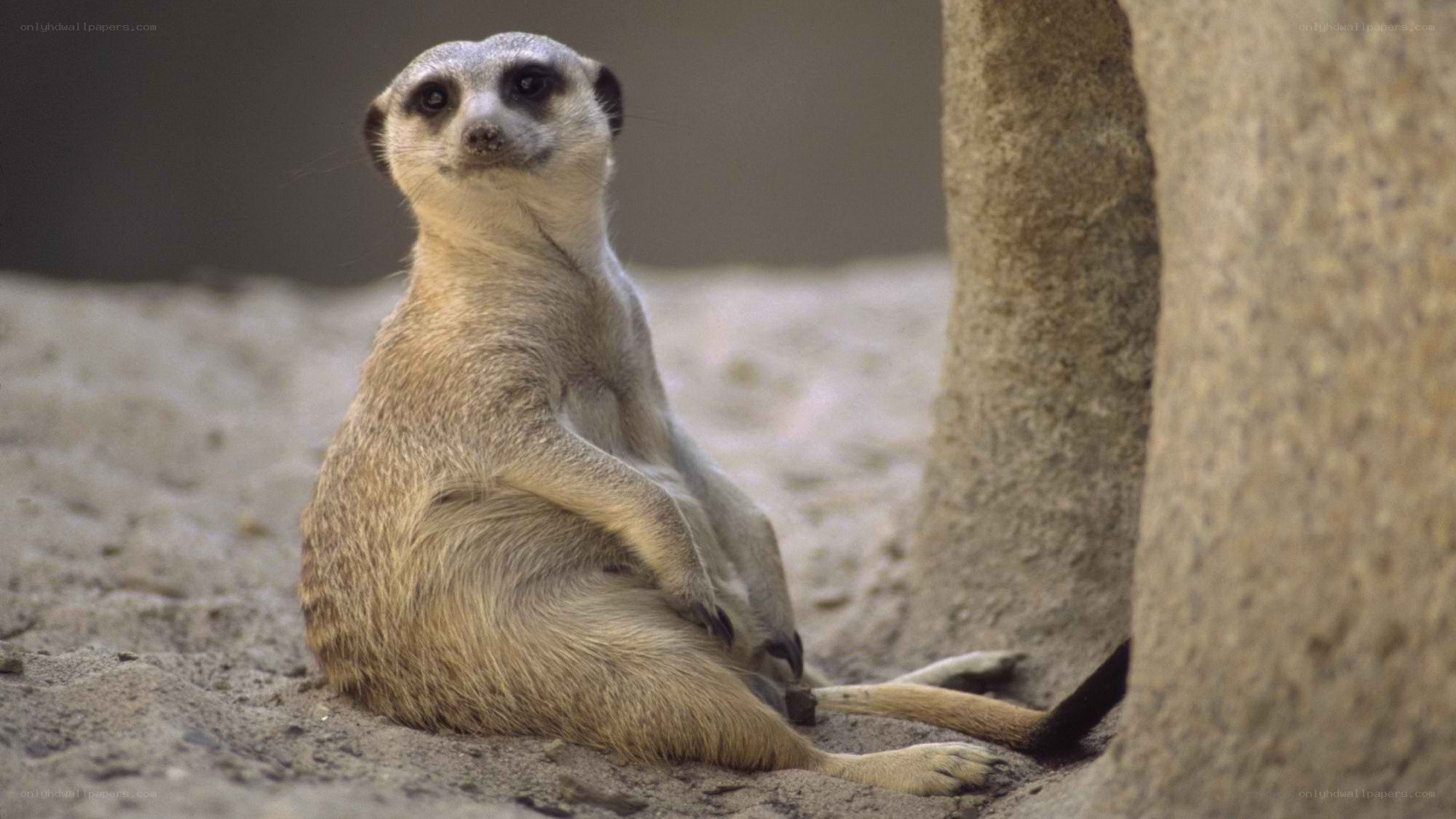 Meerkat sitting upright