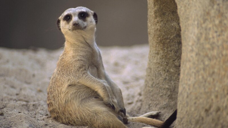 meerkat sitting upright