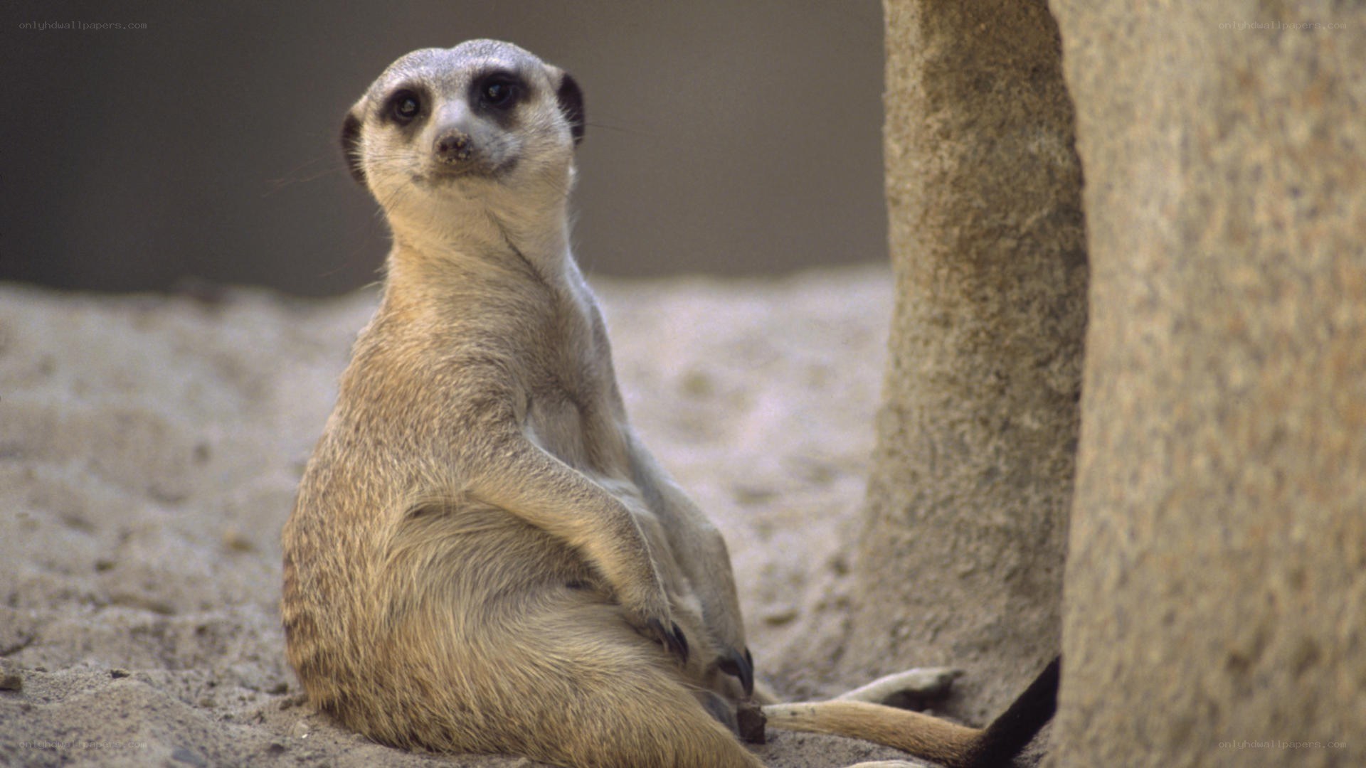 meerkat sitting upright