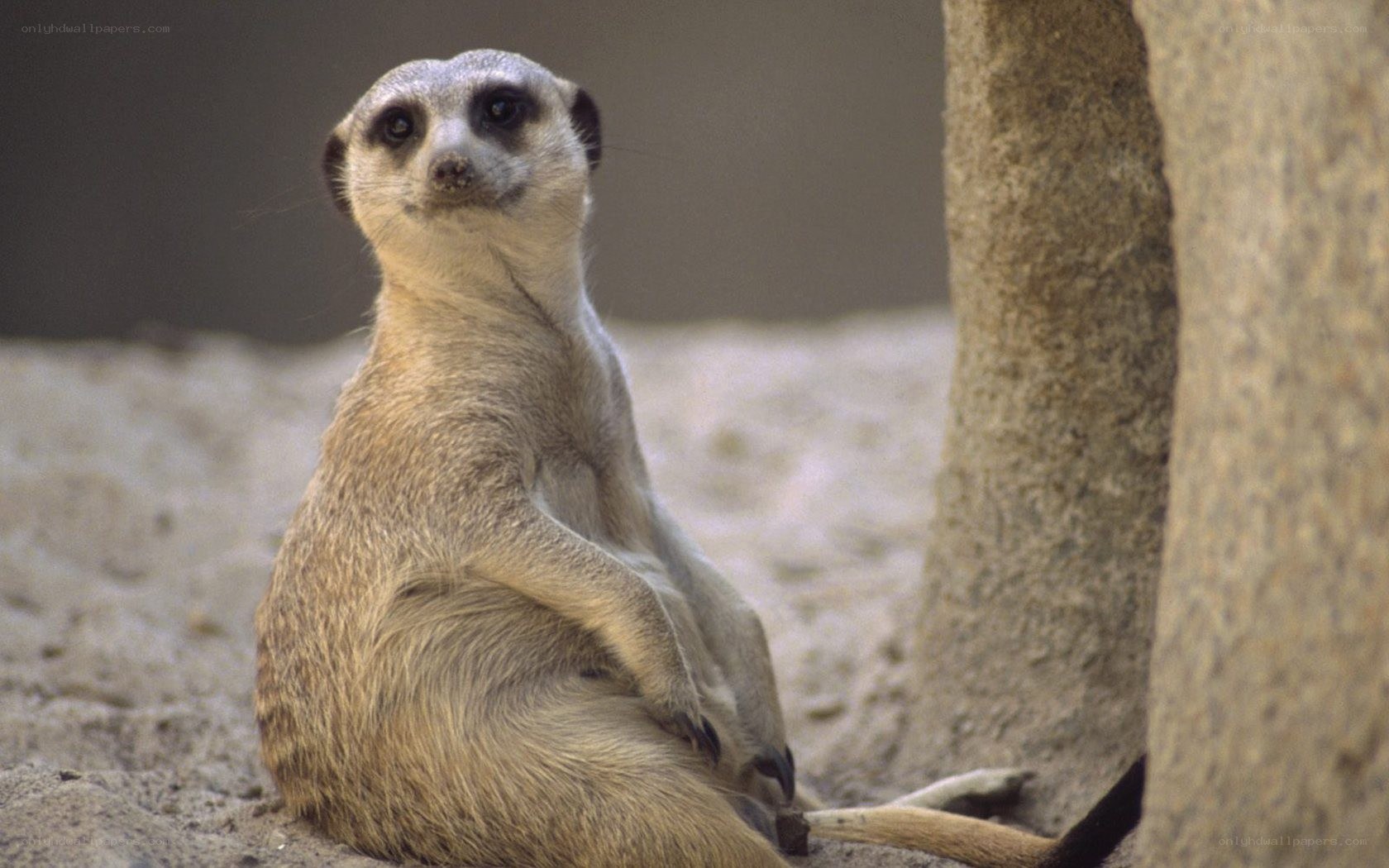 meerkat sitting upright