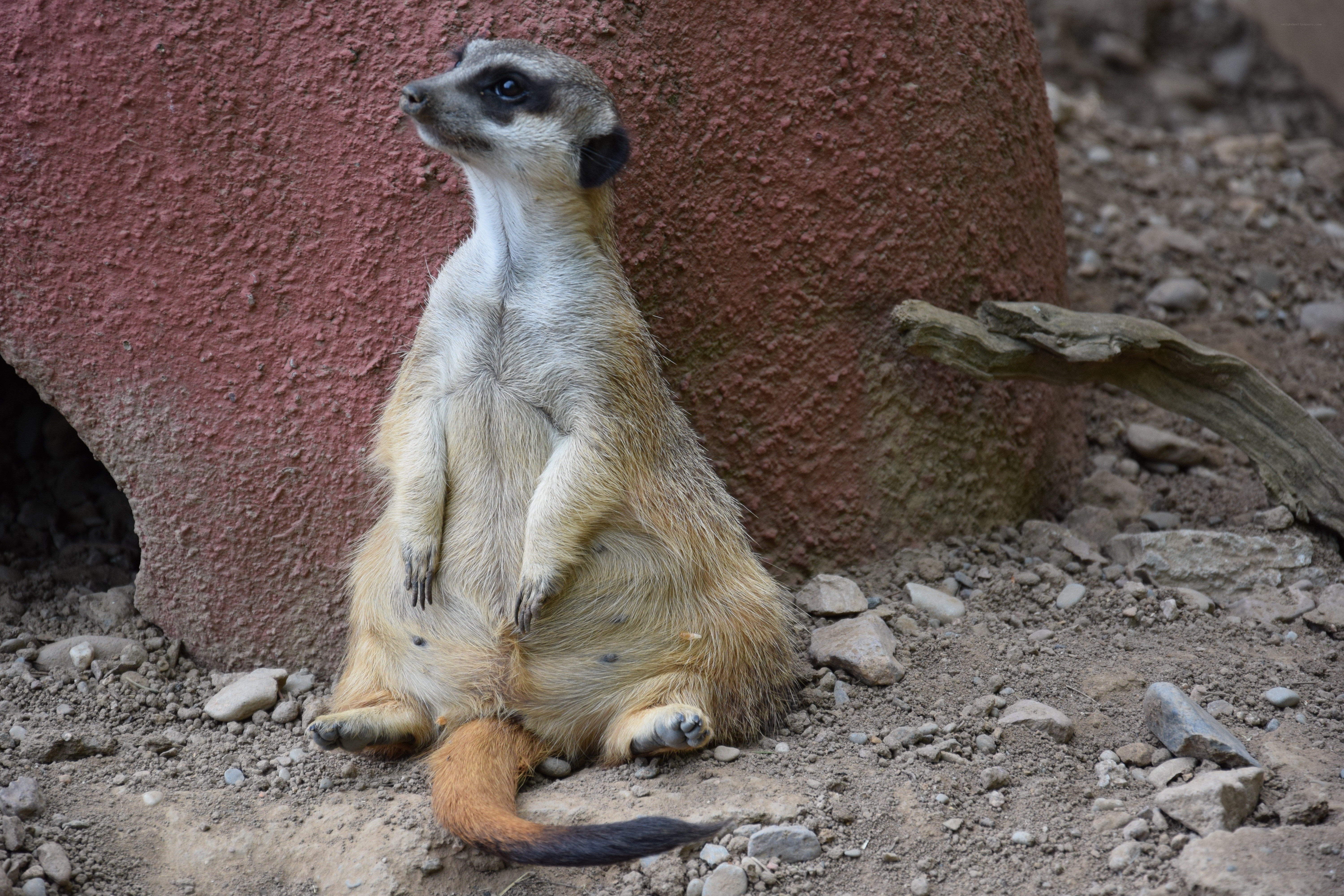 Meerkat sitting upright