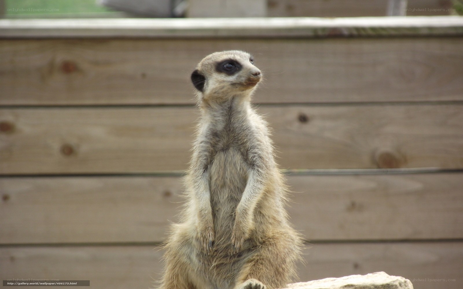 meerkat standing alert
