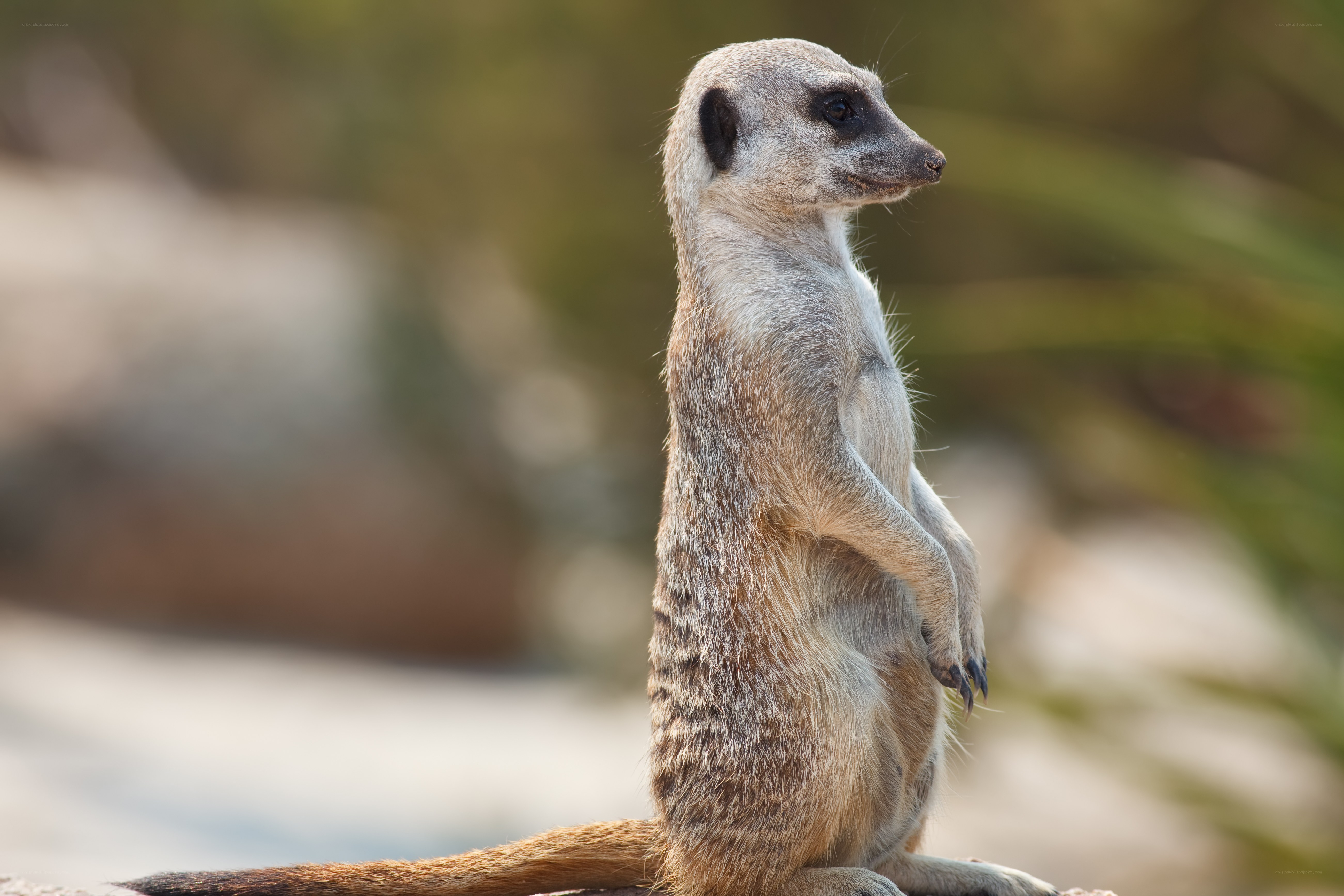 Meerkat standing alert