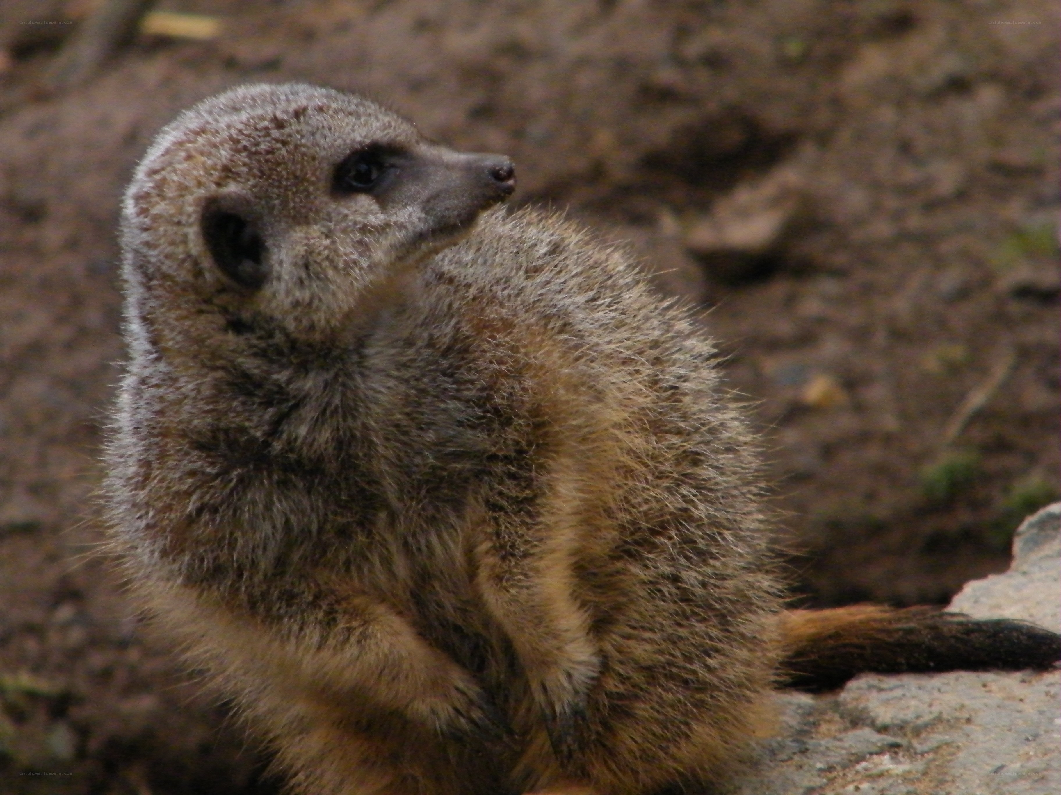 meerkat standing alert