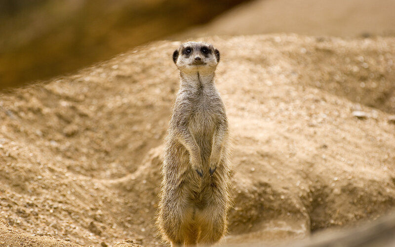Meerkat standing alert