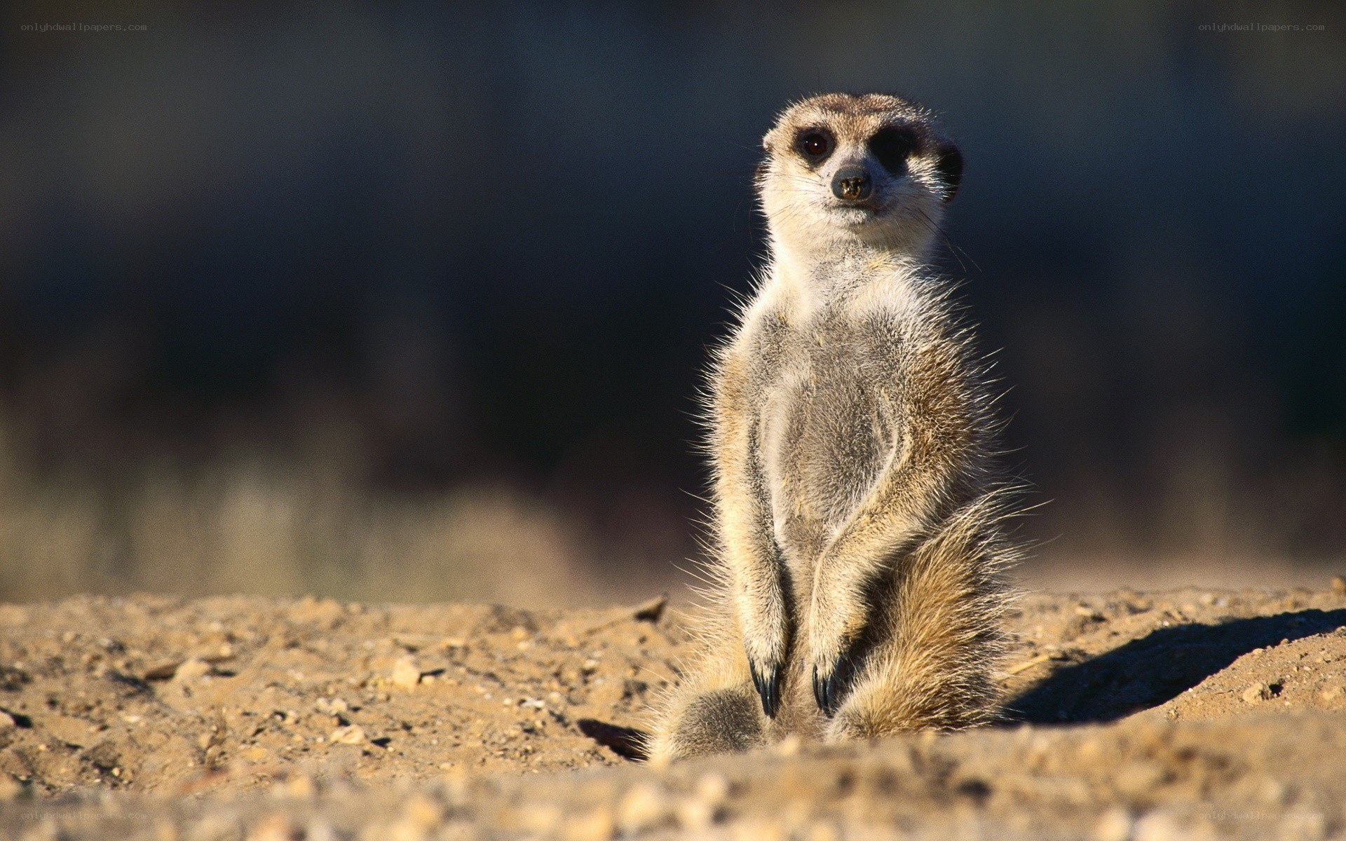 Meerkat standing alert