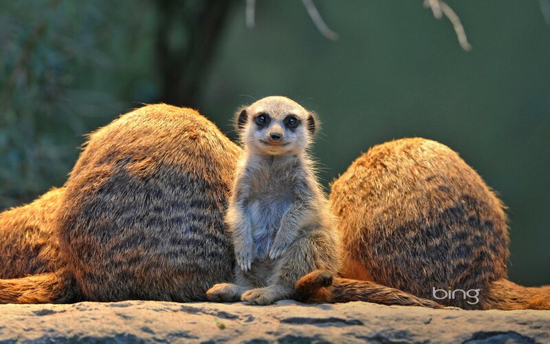 Meerkat standing between adults