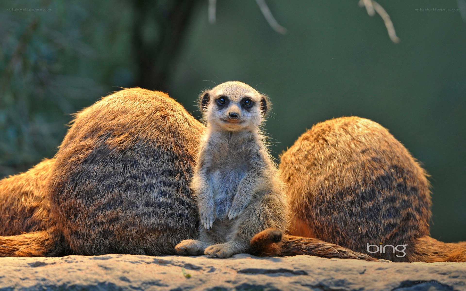 Meerkat standing between adults