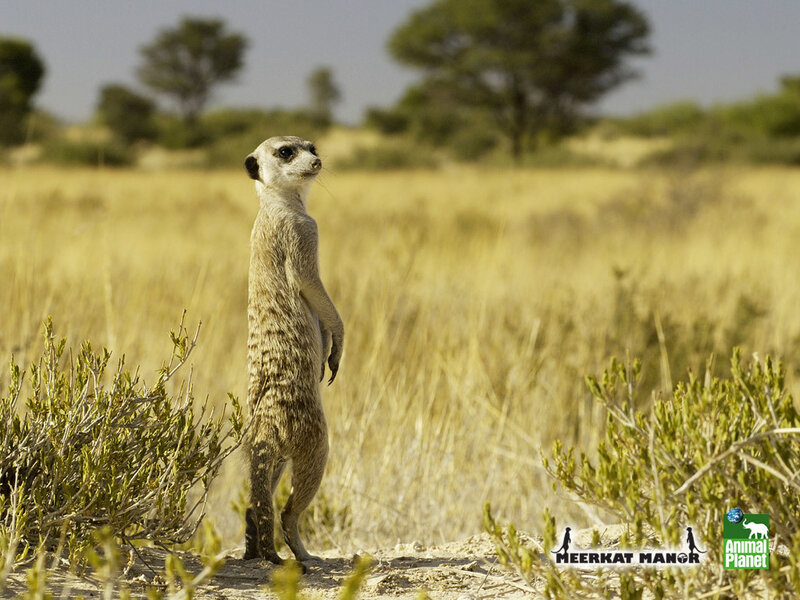Meerkat Standing in Field