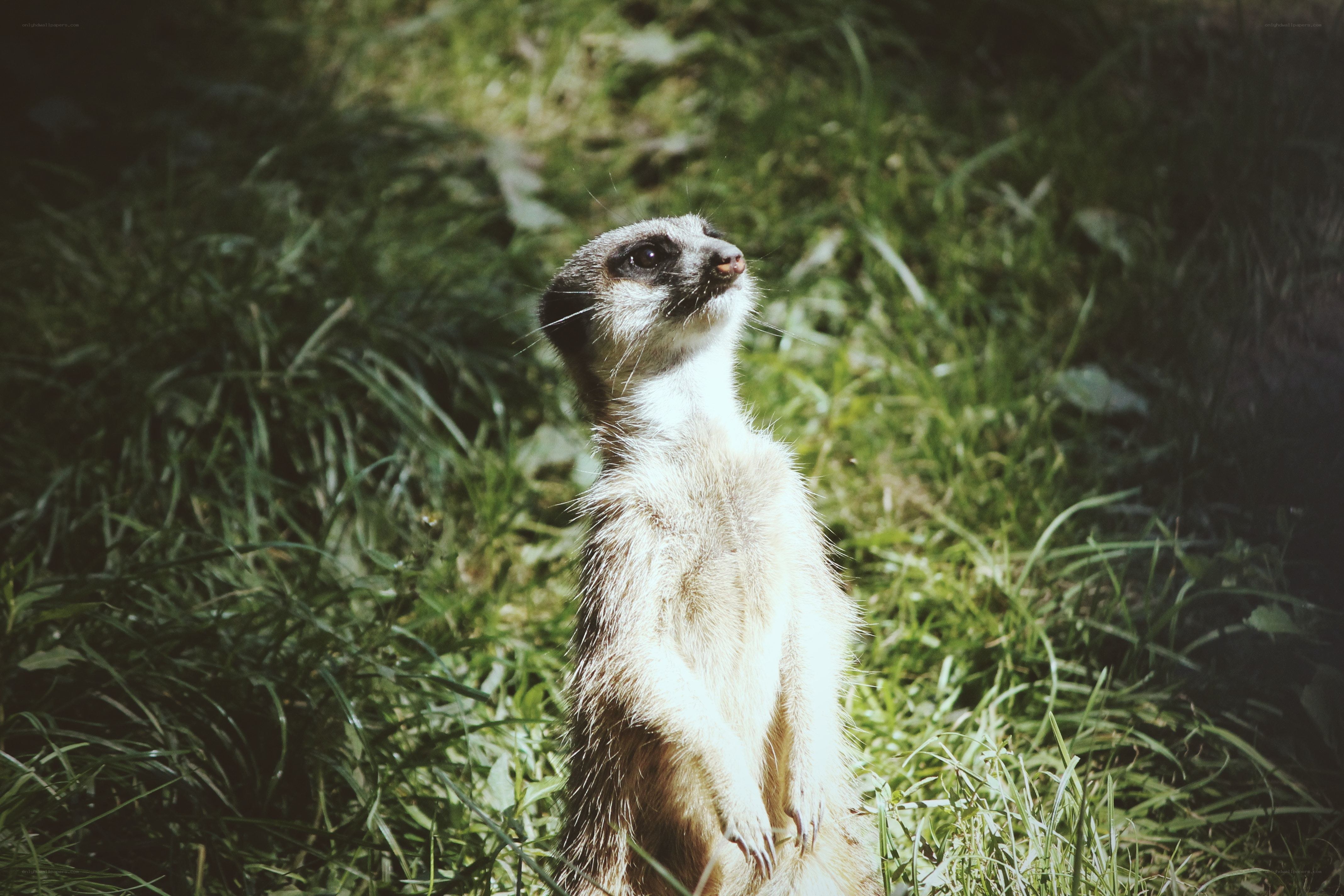 meerkat standing in grass