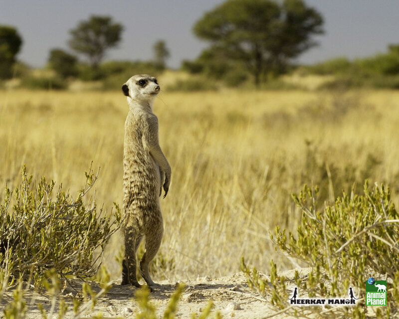 Meerkat standing in the wild