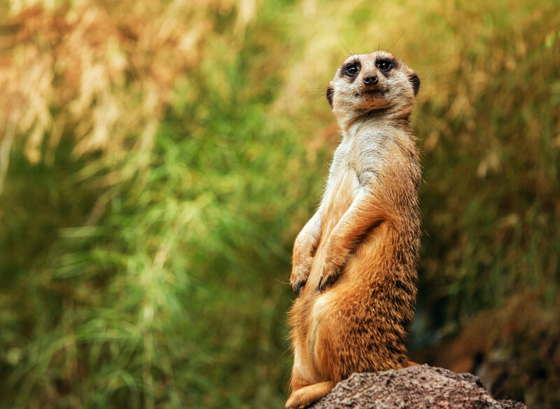 Meerkat standing on a rock