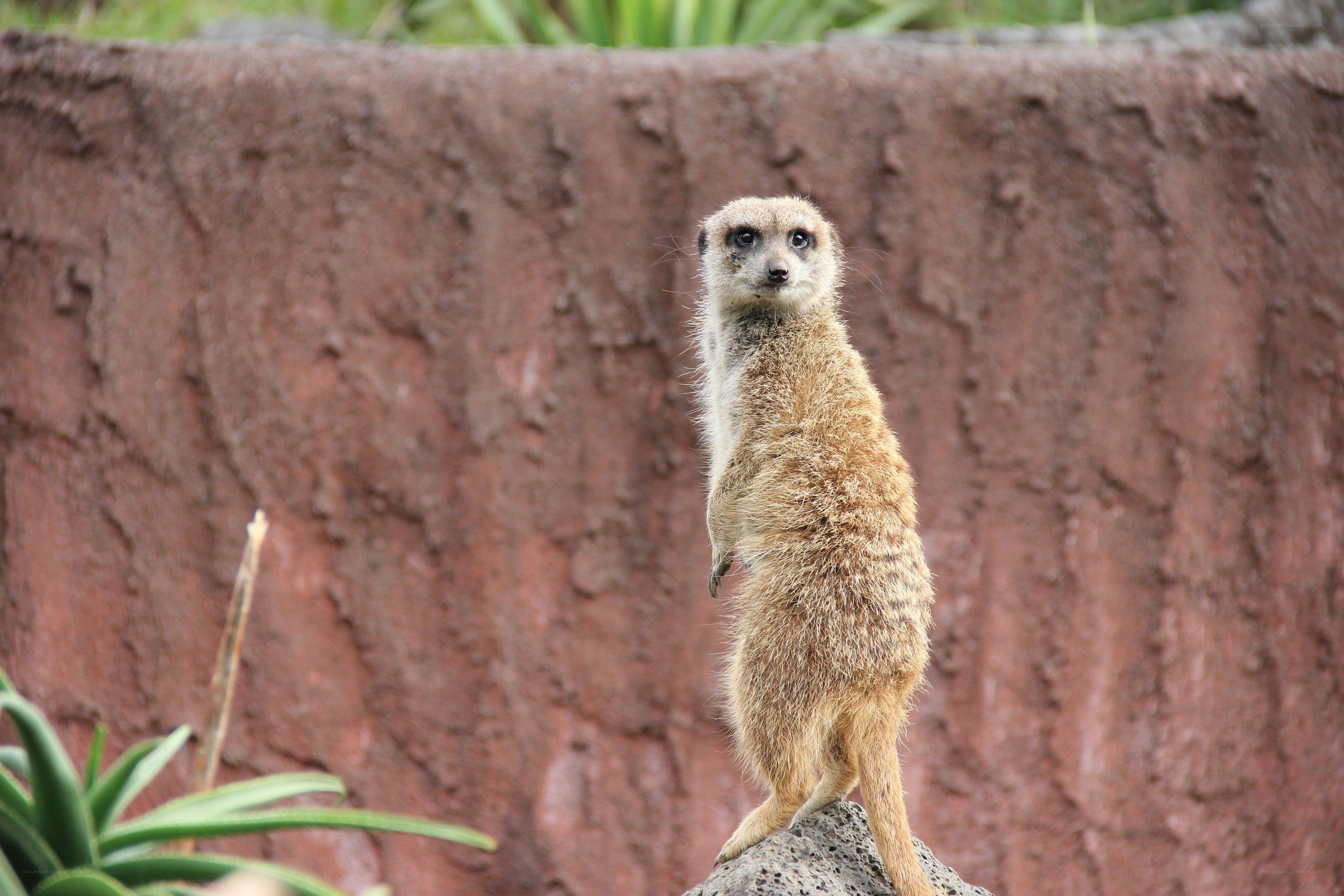 meerkat standing on a rock