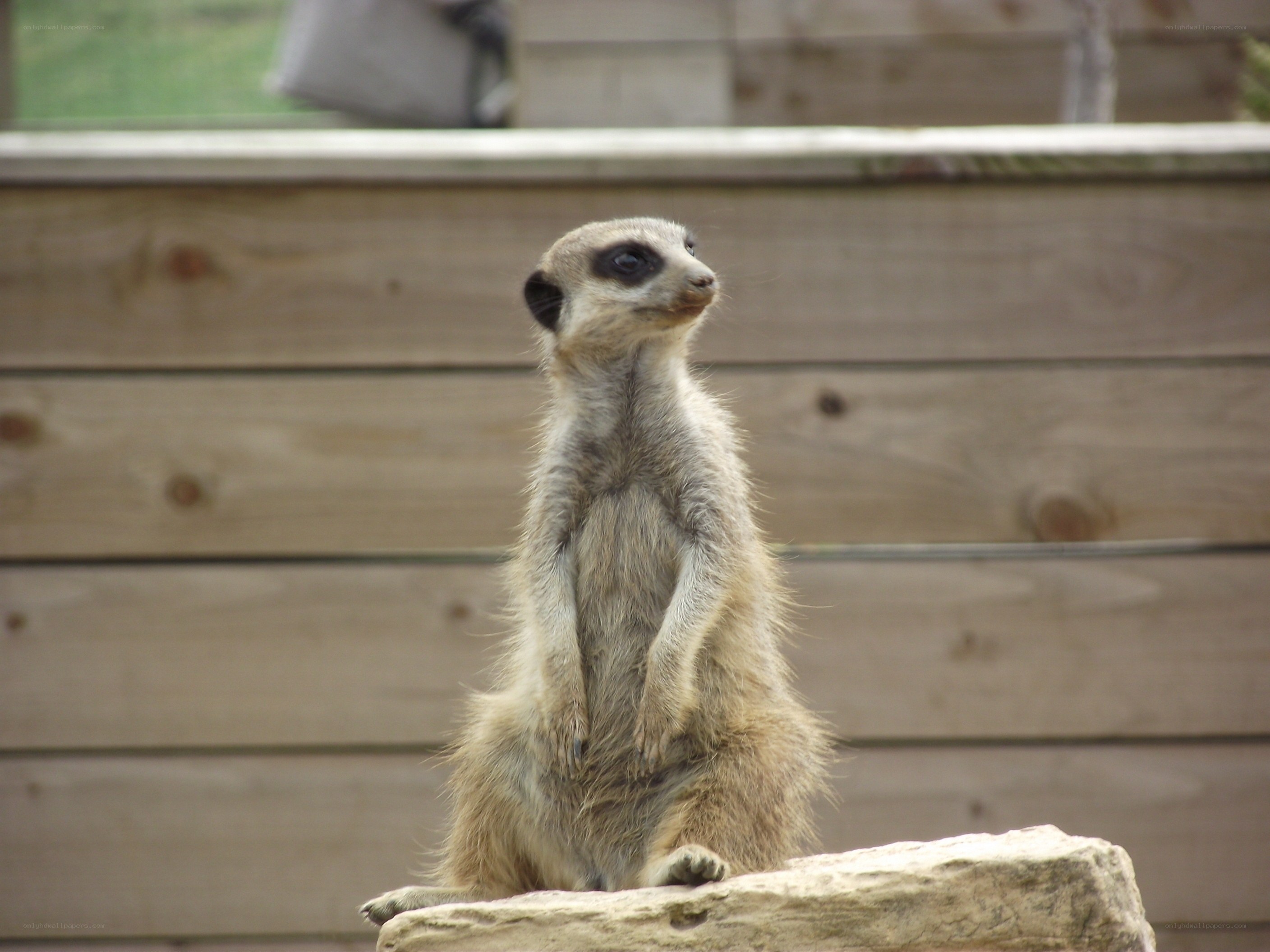 meerkat standing on a rock