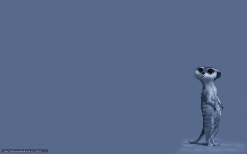 meerkat standing on blue
