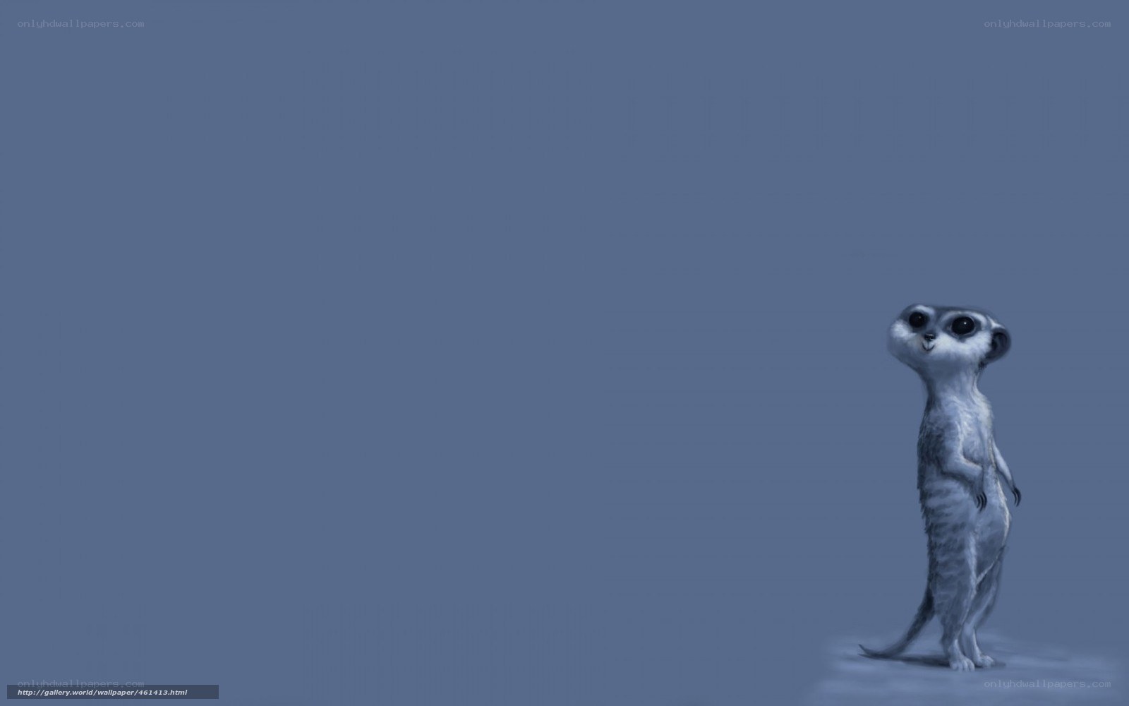 meerkat standing on blue