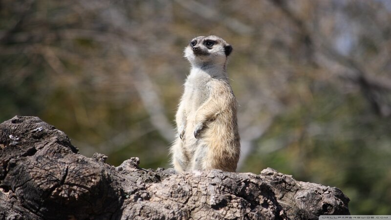 Meerkat Standing on Log — Brown, Alert