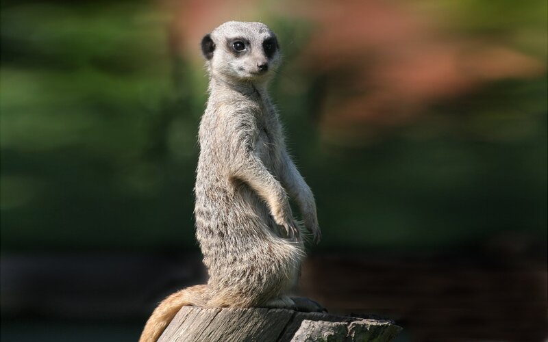 Meerkat Standing on Log — Gray