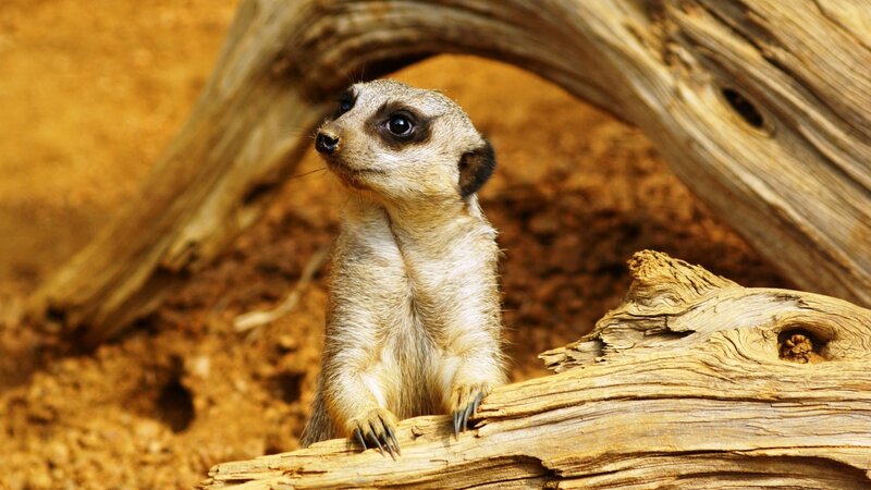 meerkat standing on log