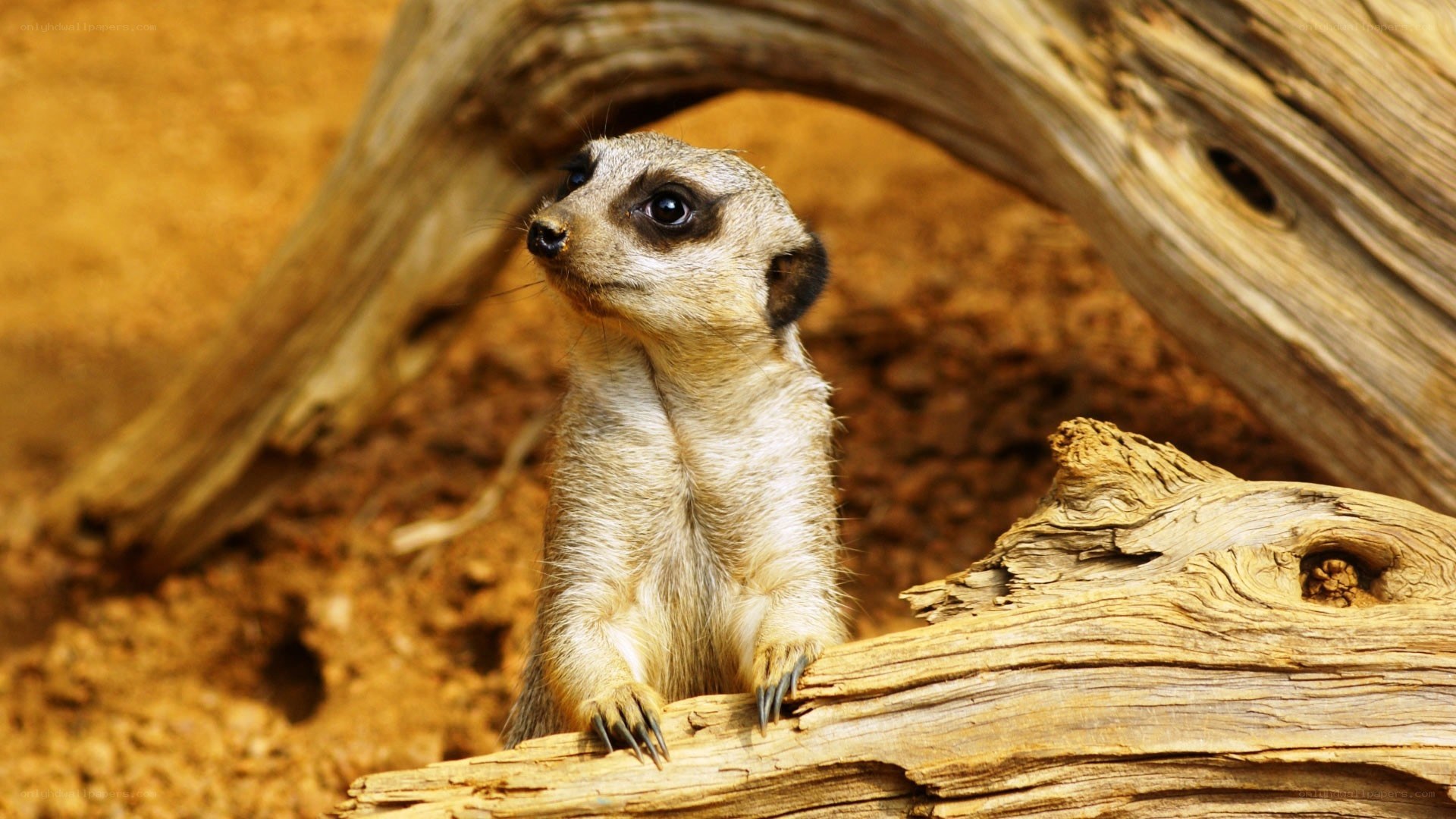 meerkat standing on log