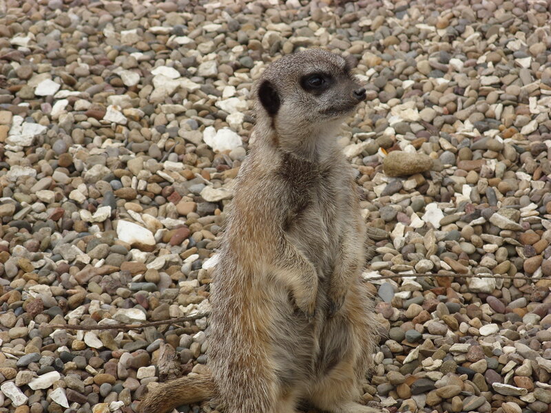 meerkat standing on pebbles