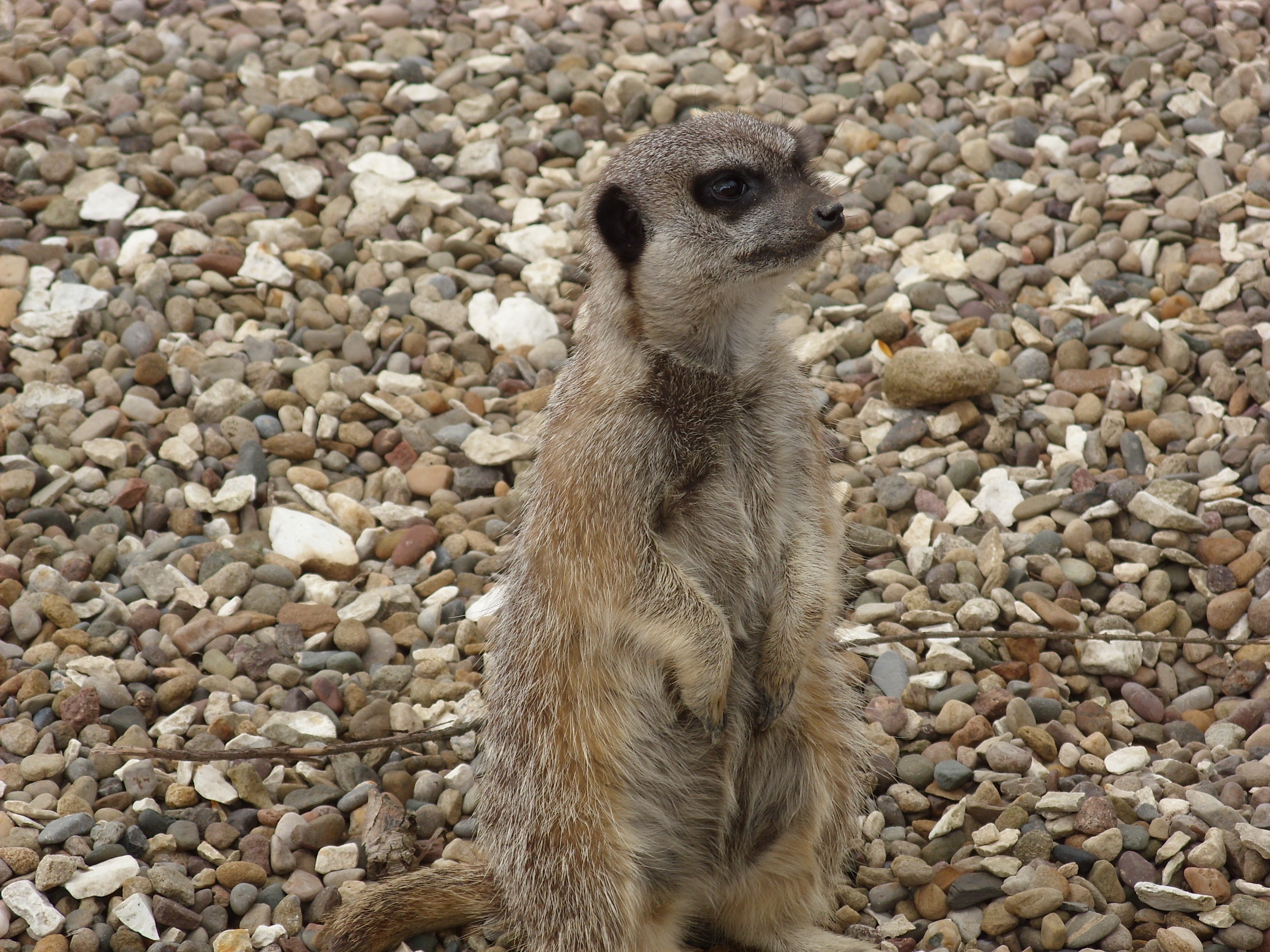 meerkat standing on pebbles
