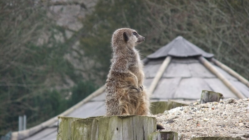Meerkat Standing on Post
